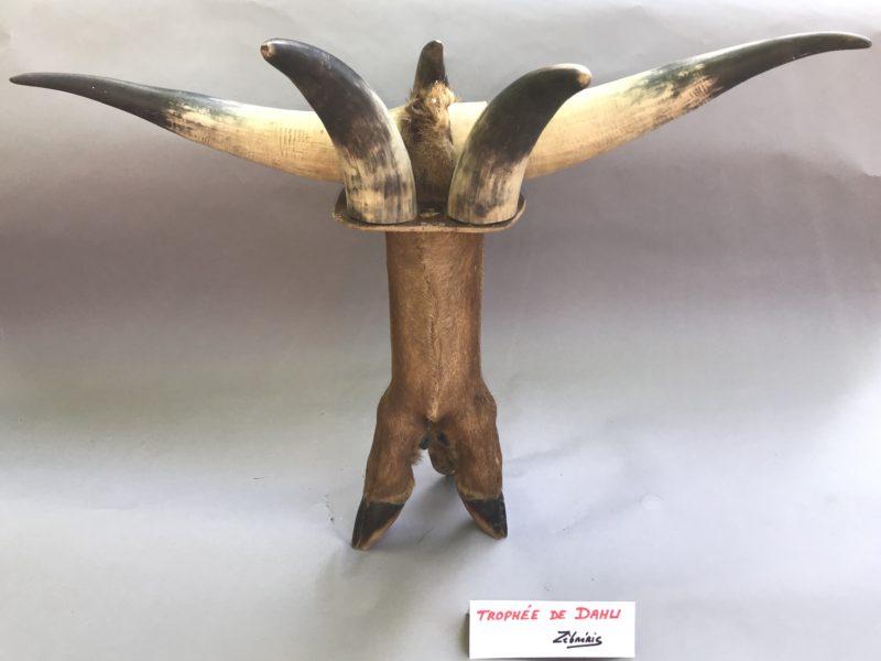 « Trophée de Dahu » objet du dimanche N*253
